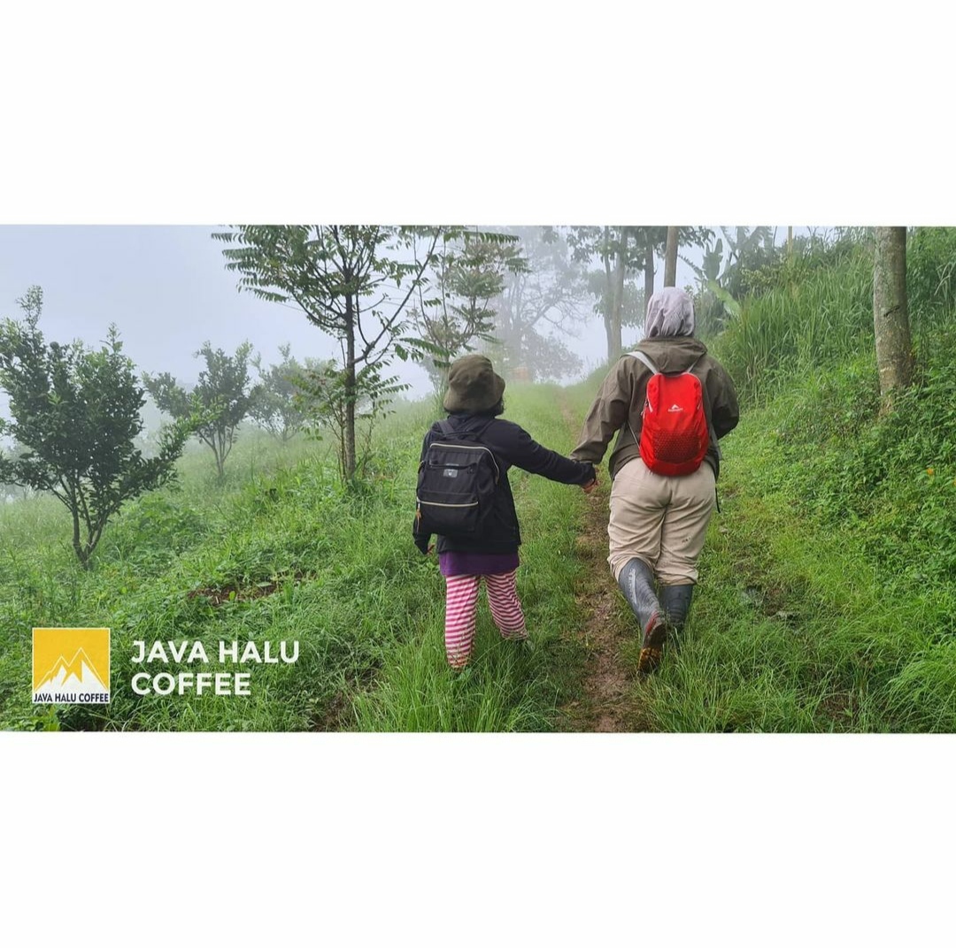 Coffee Trip JAVA HALU